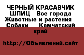 ЧЕРНЫЙ КРАСАВЧИК ШПИЦ - Все города Животные и растения » Собаки   . Камчатский край